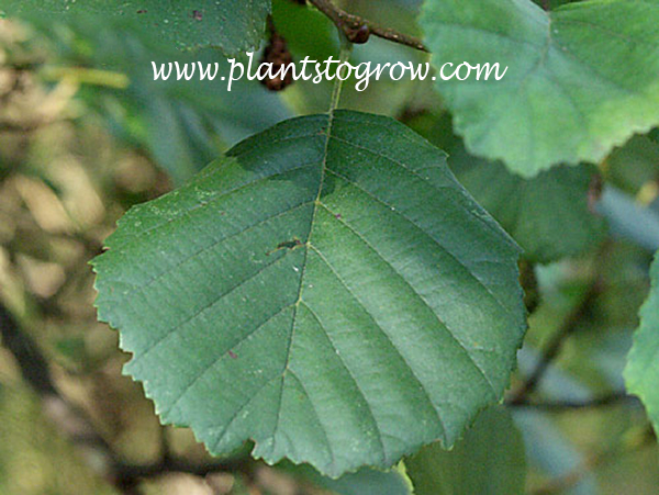 The edge of the leaf looks ragged or like it has been chewed. This is called erose.